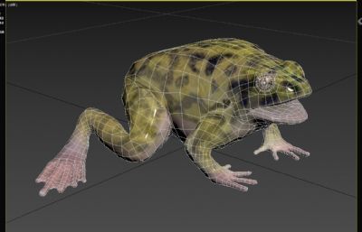 彩绘穴居蛙3dmax模型
