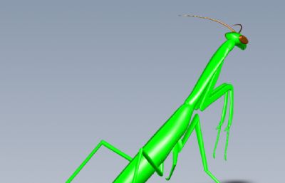 昆虫螳螂igs模型