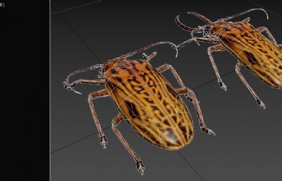 雌性雄性剑齿虎甲虫3dmax模型