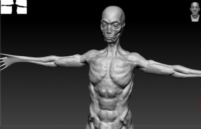 男人人体,外星人zbrush模型