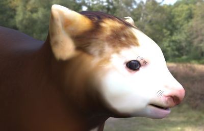 动物 生物 树王
