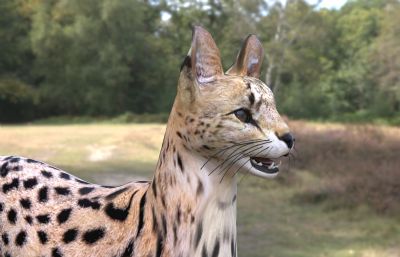 非洲薮猫