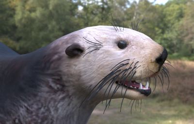 海獭动物