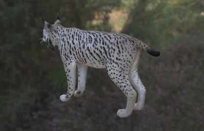 伊比利亚猞猁 西班牙猞猁 南欧猞猁