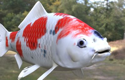锦鲤 鱼类