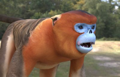 川金丝猴