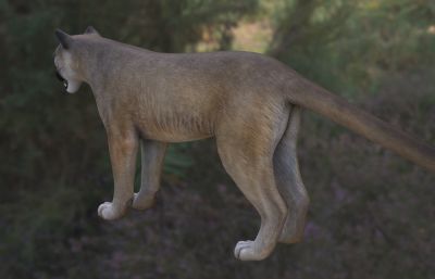 美洲狮3dmax模型