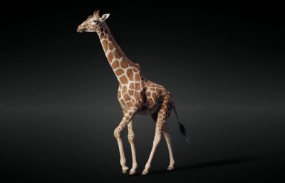 blender长颈鹿 有绑定 行走奔跑观望等动画
