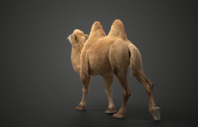 Blender模型-双峰骆驼 有绑定