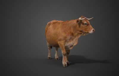 Blender模型- 黄牛  有绑定