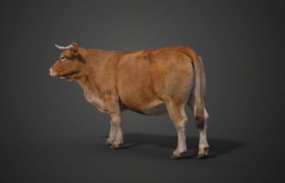 Blender模型- 黄牛  有绑定
