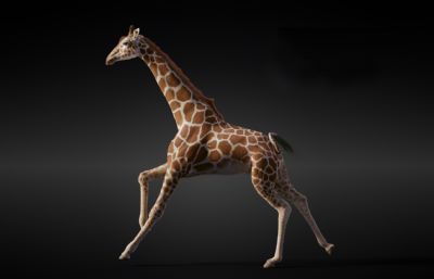 blender长颈鹿 有绑定 行走奔跑观望等动画