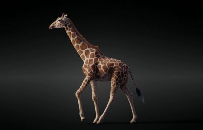 blender长颈鹿 有绑定 行走奔跑观望等动画