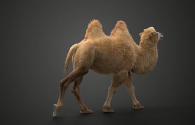 Blender模型-双峰骆驼 有绑定