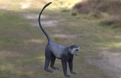 施图尔曼氏青长尾猴 斯图尔曼蓝猴