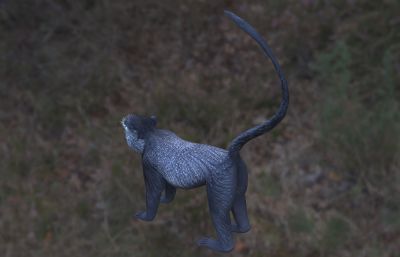 施图尔曼氏青长尾猴 斯图尔曼蓝猴