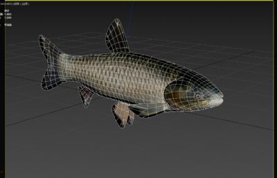 淡水草鱼3dmax模型