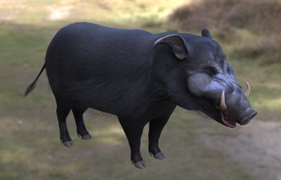 大林猪