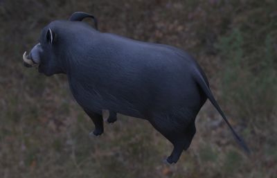 大林猪