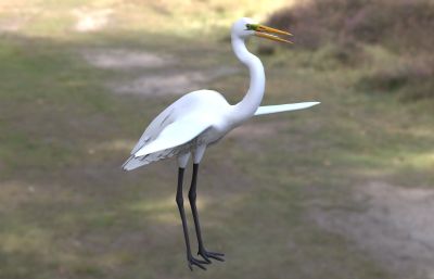 白鹭