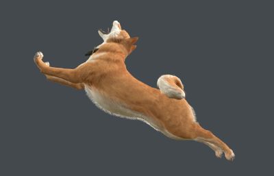 柴犬 中华田园犬