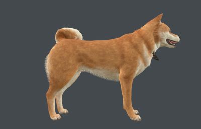 柴犬 中华田园犬