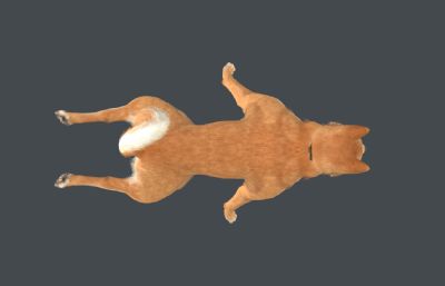 柴犬 中华田园犬