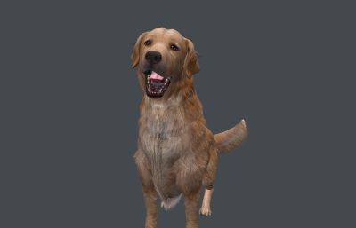写实金毛犬