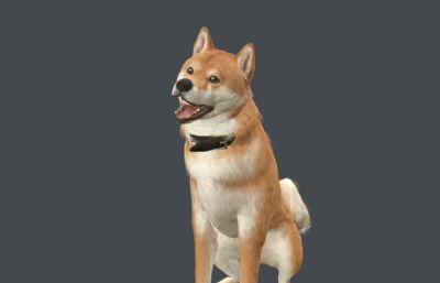 柴犬 中华田园犬