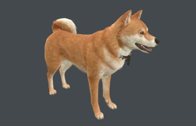 柴犬 中华田园犬