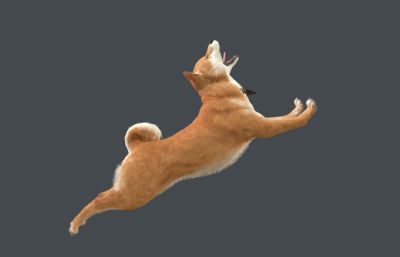 柴犬 中华田园犬