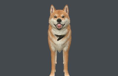 柴犬 中华田园犬