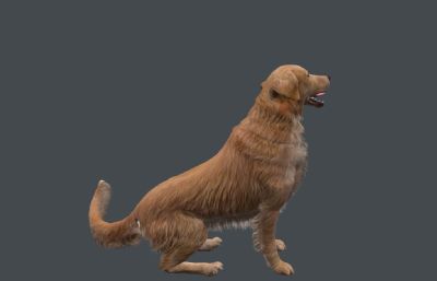 写实金毛犬