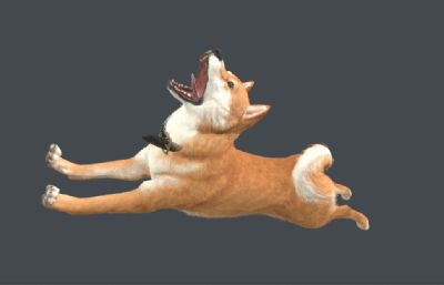 柴犬 中华田园犬