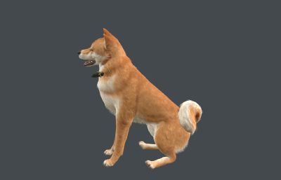 柴犬 中华田园犬