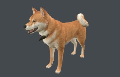 柴犬 中华田园犬