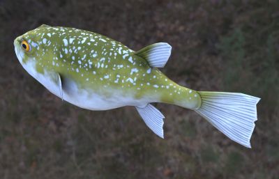 绿色河豚