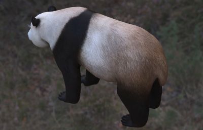 中国大熊猫 国宝