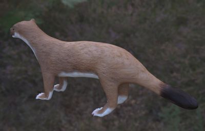 黄鼠狼