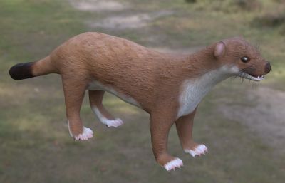 黄鼠狼