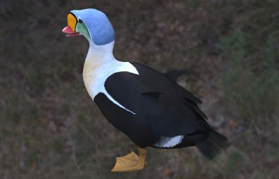 王绒鸭
