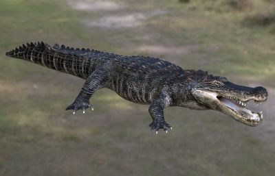 恐鳄鱼 动物 生物