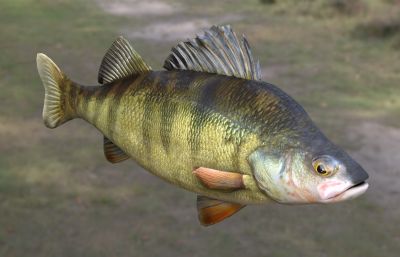 黄鲈鱼 动物 生物
