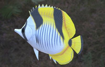 蝴蝶鱼 海洋生物