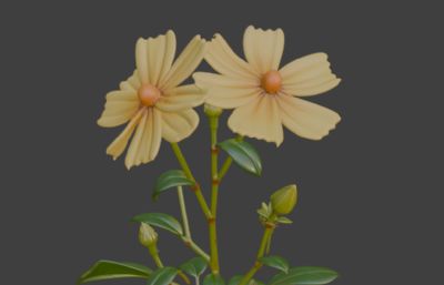 黄色小雏菊 波斯菊