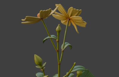 黄色小雏菊 波斯菊