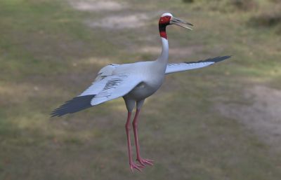 赤颈鹤
