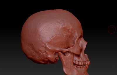 头骨 骷髅头zbrush模型