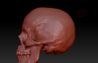 头骨 骷髅头zbrush模型