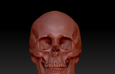 头骨 骷髅头zbrush模型